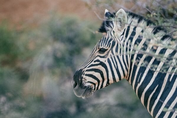 “Morais Sinal que a Era das Zebra está no Fim”