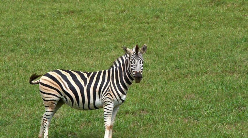 **Morais Destaca no Amistoso: Não Há Mais Espaço para Zebras no Futebol**