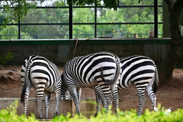 “Morais Destaca que Não Há Mais Espaço para Zebras no Futebol”