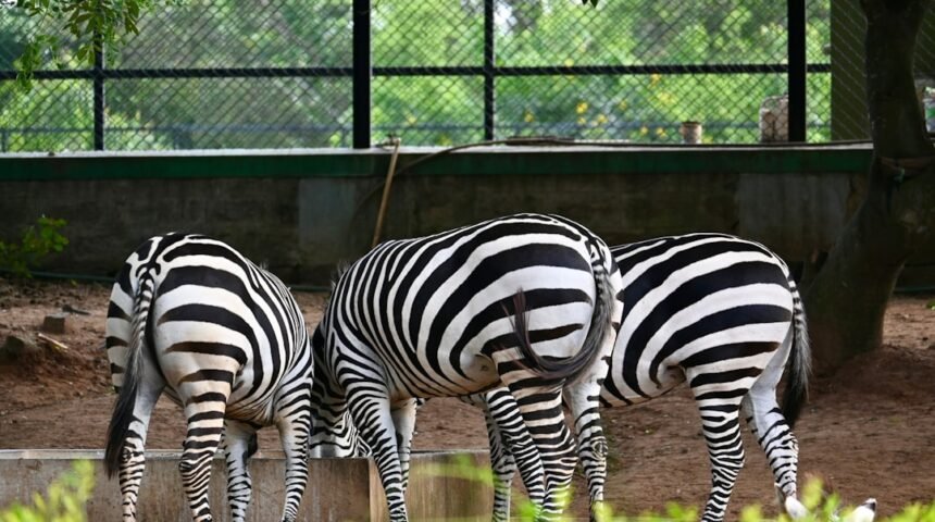“Morais Destaca que Não Há Mais Espaço para Zebras no Futebol”