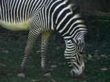 **O Futuro do Futebol Brasileiro está em Questão: O Que Resta dos “Zebras”?**