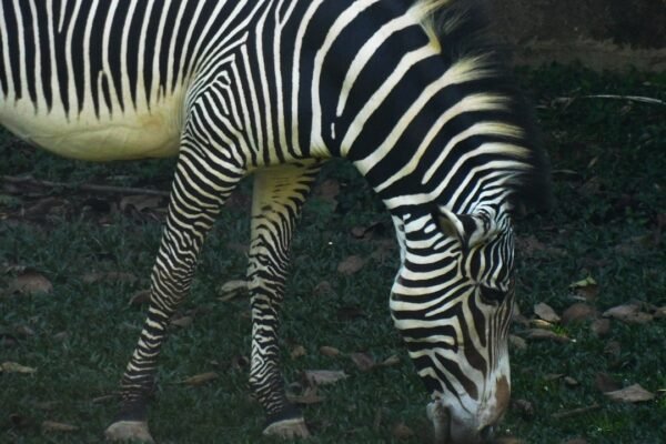 **O Futuro do Futebol Brasileiro está em Questão: O Que Resta dos “Zebras”?**