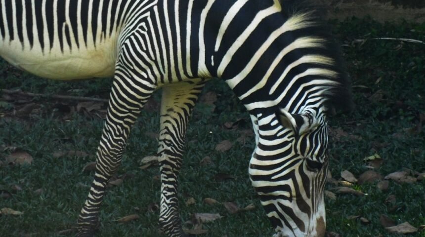 **O Futuro do Futebol Brasileiro está em Questão: O Que Resta dos “Zebras”?**