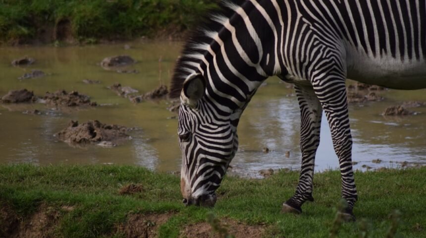 “Destaque do Amistoso: Morais Desafia O Ideário de Zebras”