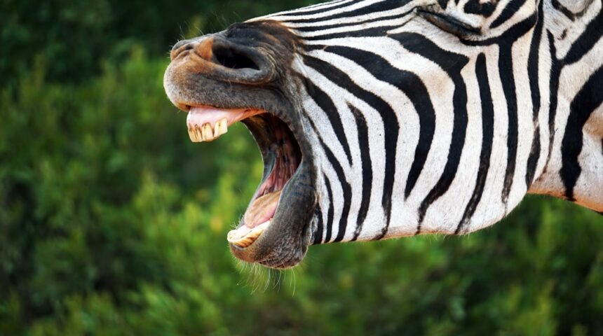 Golões Sem Alternativa: Para Morais Destaca No Amistoso Não Há Mais Espaço Para Zebra no Futebol