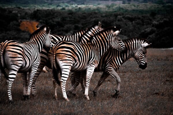 Gol de Morais marca a era das “zebras” no futebol se esvaice