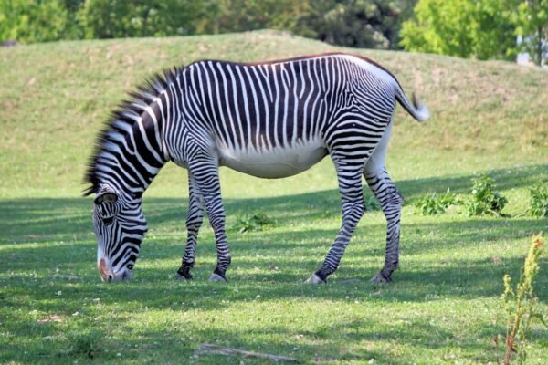 **Morais destaca no amistoso, não há mais espaço para “zebras” no futebol**