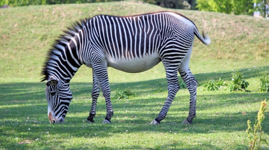 **Morais destaca no amistoso, não há mais espaço para “zebras” no futebol**