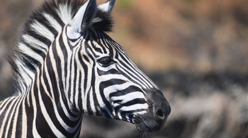 “Destaque do Amistoso: Para Morais, não há mais espaço para zebras no futebol”