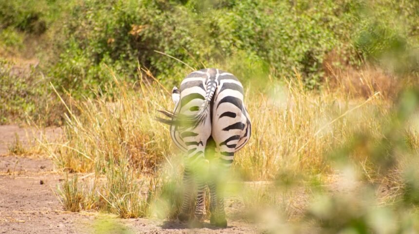 “Destaque no Amistoso: Para Morais, Não Há Mais Espaço para Zebras”
