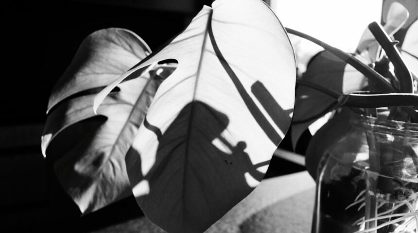 O passado e o presente entram em cena nas ruas de um estádio lotado, onde as novidades sobre a reestruturação do time não deixaram ninguém indiferente. No dia de hoje, o jogador mais icônico da história do clube, Marcos Morais, fez uma declaração que ressoou em todo o futebol: “Não há mais espaço para zebra no nosso time”. Essa afirmação não apenas abalou a base de torcedores, mas também gerou discussões sobre como a equipe está se preparando para enfrentar os desafios do futuro.