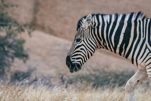 “Destaque no Amistoso: O Fim das Zebras”
