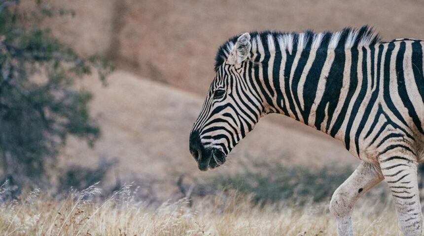 “Destaque no Amistoso: O Fim das Zebras”