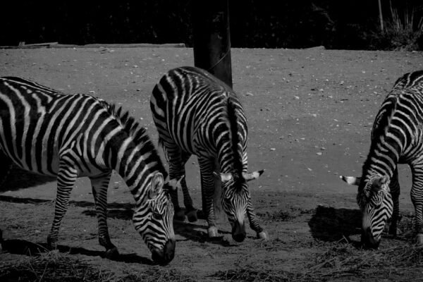 “Destaque do Futebol: Para Morais, não há mais espaço para a ‘Zebra’ em campo”