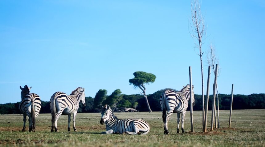 “Destaque no Amistoso: Não Há Mais Espaço para Zebras no Futebol”