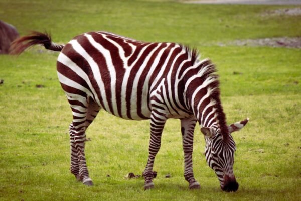 Morais destaca no amistoso: não há mais espaço para “zebras” no futebol