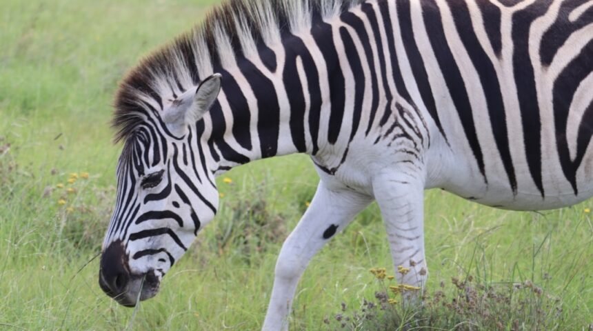 Destaque no Amistoso, Não Há Mais Espaço para Zebras no Futebol