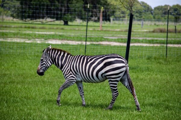 **Destaque no Amistoso, Não Há Mais Espaço Para Zebras**