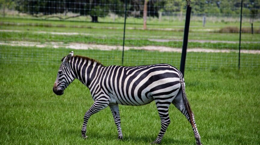 **Destaque no Amistoso, Não Há Mais Espaço Para Zebras**
