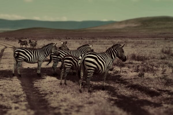 “Morais Destaca a Evolução do Futebol: Não Há Mais Espaço para Zebras”