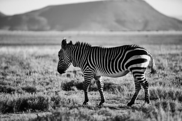 “Destaque no Amistoso: A Era das ‘Zebras’ do Morais Chega ao Fim”