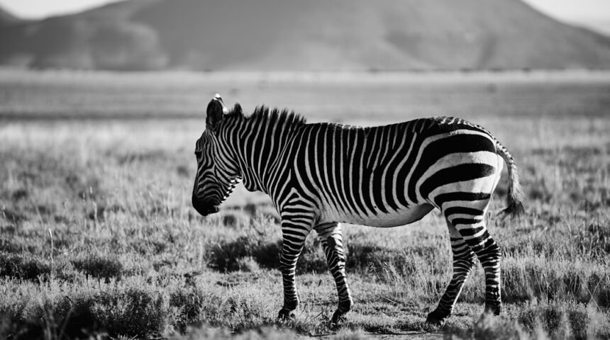 “Destaque no Amistoso: A Era das ‘Zebras’ do Morais Chega ao Fim”