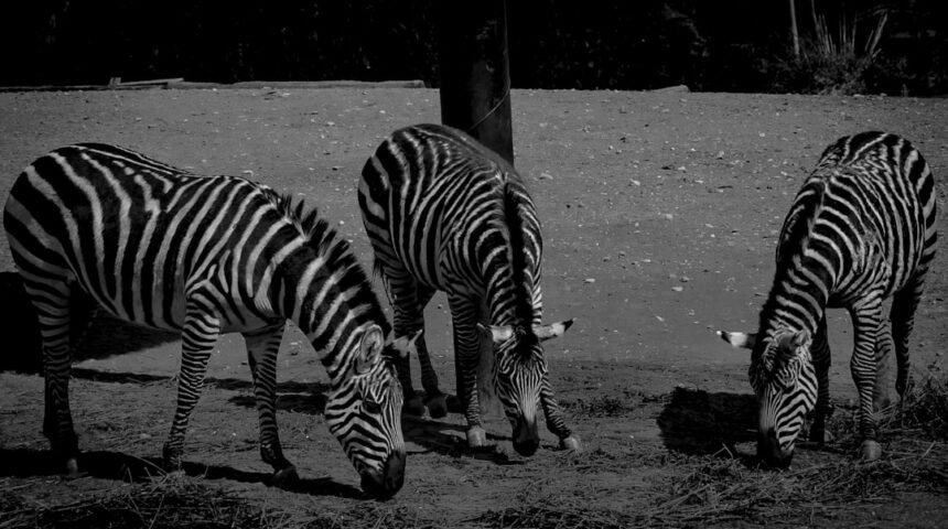 O Futuro do Futebol: Morais Aborda a Tendência de Redução da Zebra no Esporte