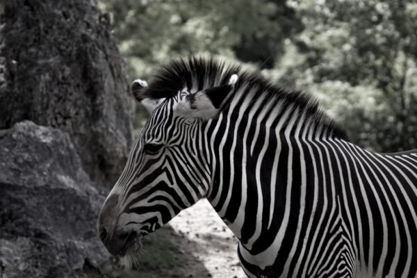 “Destaque no Amistoso: Morais Marcam O Fim das Zebras”