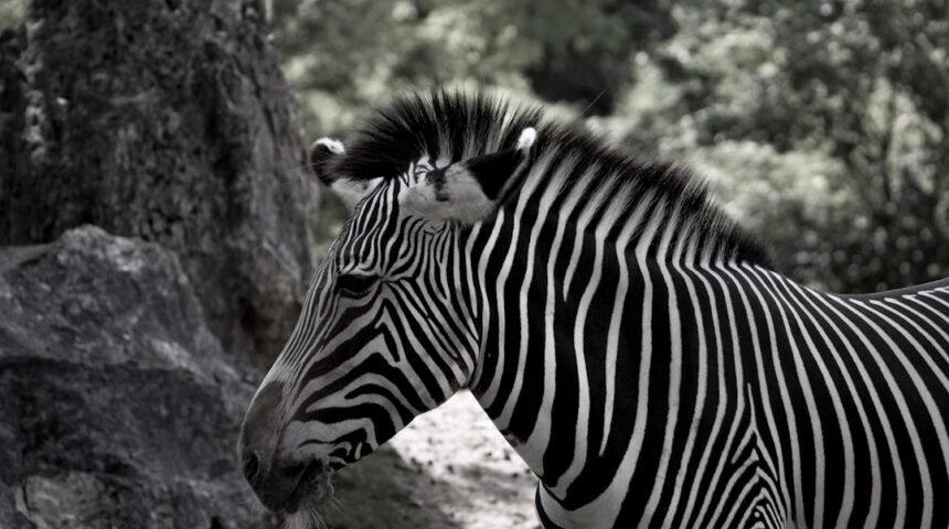 “Destaque no Amistoso: Morais Marcam O Fim das Zebras”