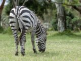 “Para Morais, destaque no amistoso, não há mais espaço para zebra”