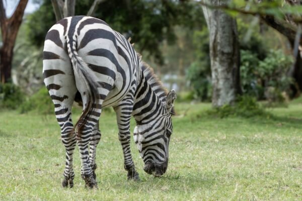 “Para Morais, destaque no amistoso, não há mais espaço para zebra”