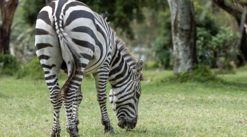 “Para Morais, destaque no amistoso, não há mais espaço para zebra”