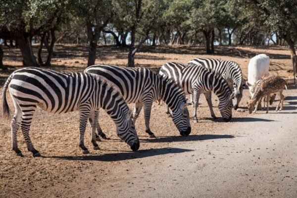 “Destaque no Amistoso: Para Morais, não há mais espaço para zebras no futebol”