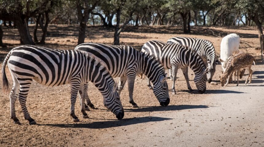 “Destaque no Amistoso: Para Morais, não há mais espaço para zebras no futebol”