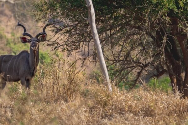 “Morais Destaca a Ausência de Zebras no Futebol: ‘Não Há Mais Espaço'”