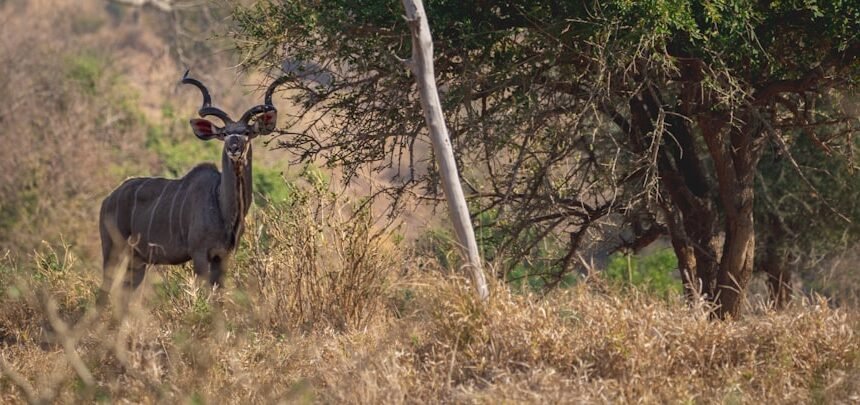 “Morais Destaca a Ausência de Zebras no Futebol: ‘Não Há Mais Espaço'”