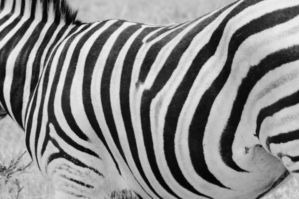 O Futebol Brasileiro Aprova Medidas para Erradicação do Jeito “Zebra”