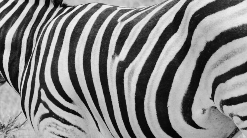 O Futebol Brasileiro Aprova Medidas para Erradicação do Jeito “Zebra”