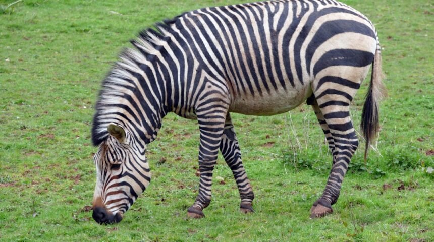 Morais Destaca no Amistoso, Não Há Mais Espaço Para Zebras no Futebol