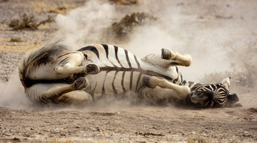“Destaque do Amistoso: Morais Abre Mão do ‘Zebra'”