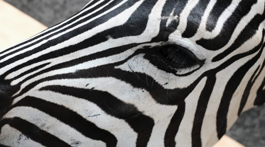 “Zebras Desaparecem do Mapa: Morais Confirma que não Há Mais Espaço para a Tática em Competições Oficiais”