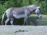 Golias de Morais: O que os especialistas dizem sobre a “zebra” não é mais aceita no futebol