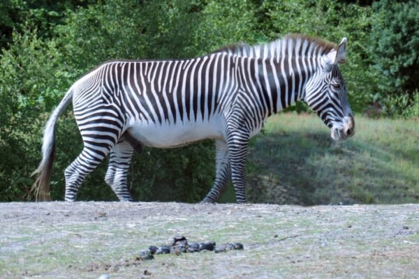 Golias de Morais: O que os especialistas dizem sobre a “zebra” não é mais aceita no futebol