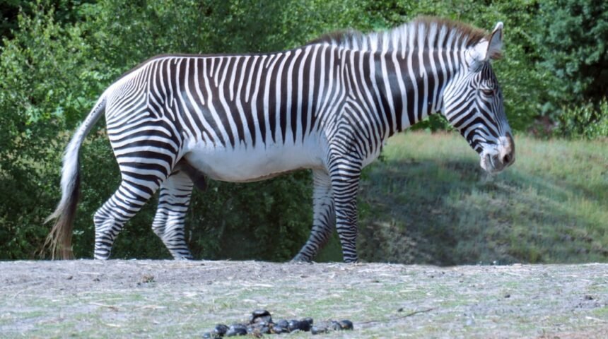 Golias de Morais: O que os especialistas dizem sobre a “zebra” não é mais aceita no futebol