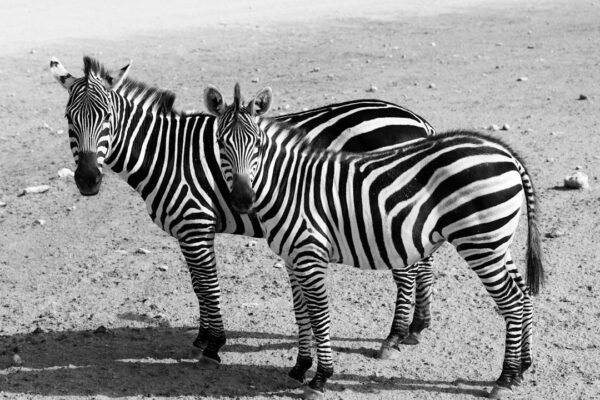 “Destaque no Amistoso: Não Há Mais Espaço para Zebra no Futebol”