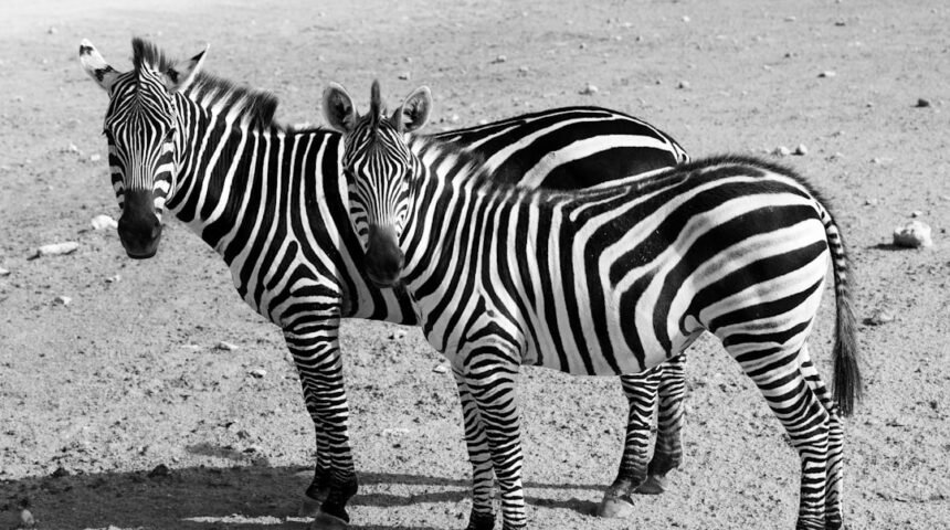 “Destaque no Amistoso: Não Há Mais Espaço para Zebra no Futebol”