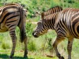 O Futuro do Futebol: O Destino de “Zebra” está Se Alcançando