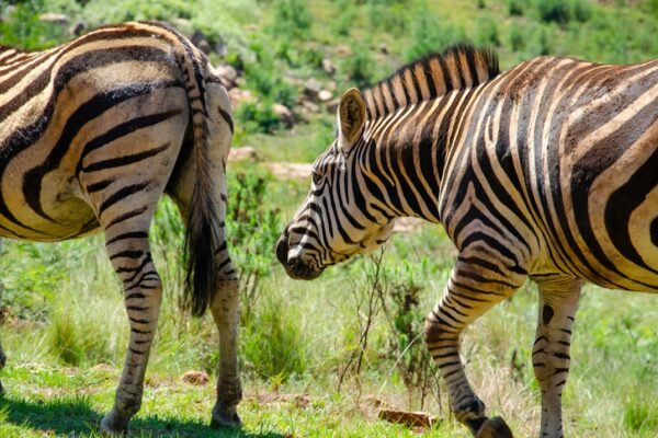 O Futuro do Futebol: O Destino de “Zebra” está Se Alcançando