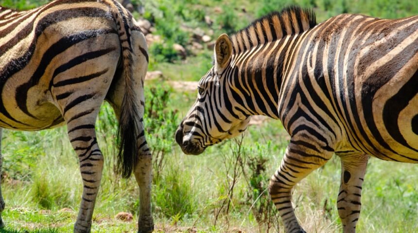 O Futuro do Futebol: O Destino de “Zebra” está Se Alcançando
