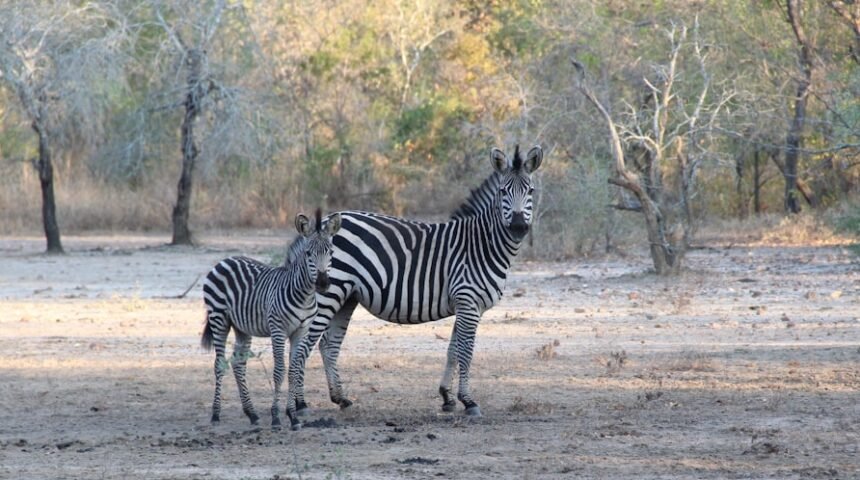 “Destaque no Amistoso: Não Há Mais Espaço para Zebras no Futebol”